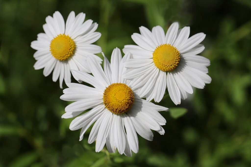 daisies, white flowers, beautiful flowers-8302324.jpg